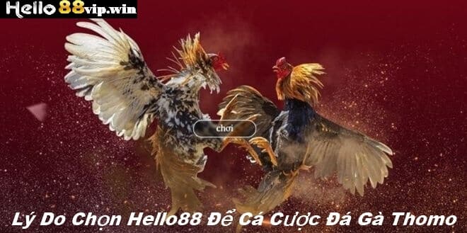 Lý Do Chọn Hello88 Để Cá Cược Đá Gà Thomo